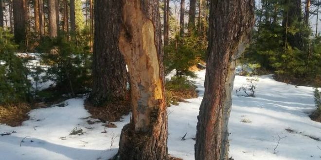 Strašno! Šta se dešava sa drvećem u kakanjskim šumama i ko je kriv? Na izletištu Drijen, lokalitet Borovi uništena stabla, radi potpale vatre ili nećeg drugog, pitanje je sad!